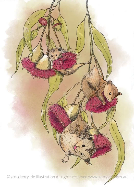 pygmy-possums_squarespace_web.jpg