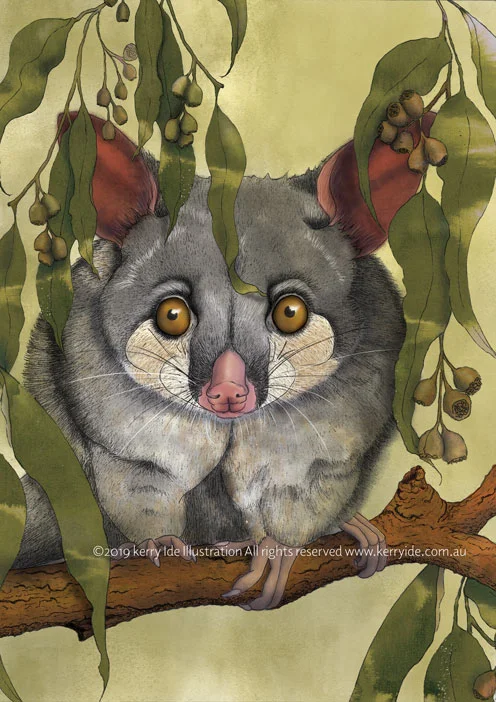 possum_flattenedsquare space.jpg