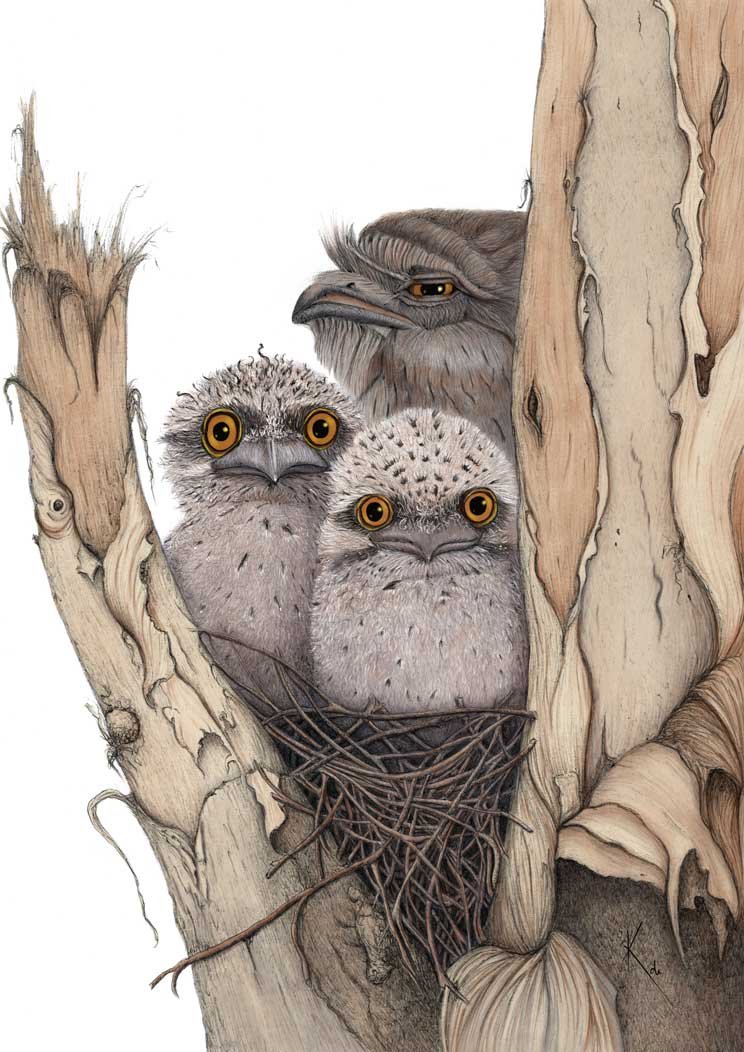 Tawny-Family-A1-Flattened_web.jpg