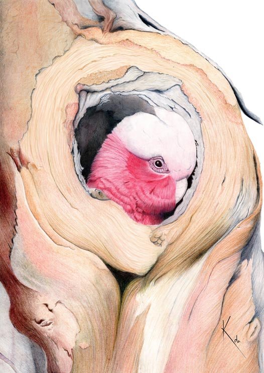 Pink-Galah_head-in-tree_lighter_flattened-web.jpg