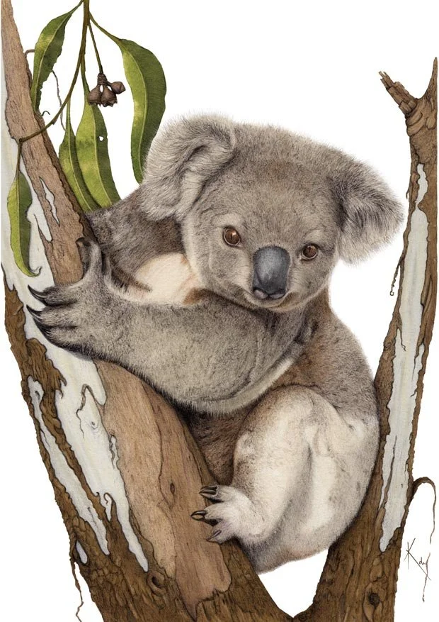 Koala-2025-web.jpg