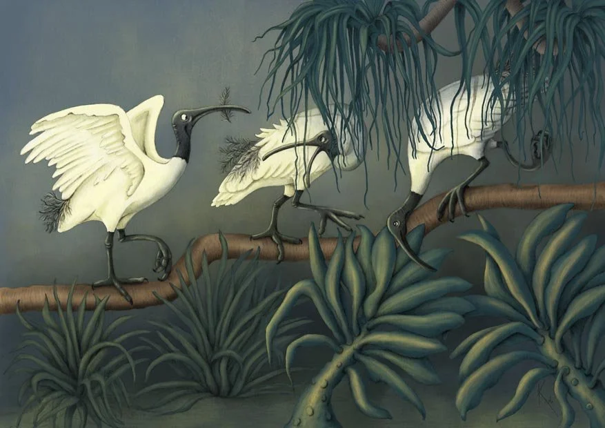 Ibis-Antics_web.jpg