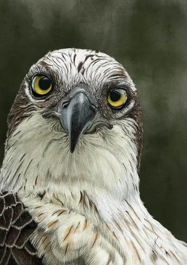 Osprey-2025-web.jpg