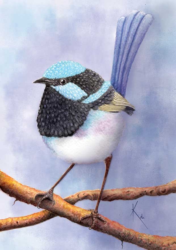 Blue-Fairy-Wren_web_.jpg