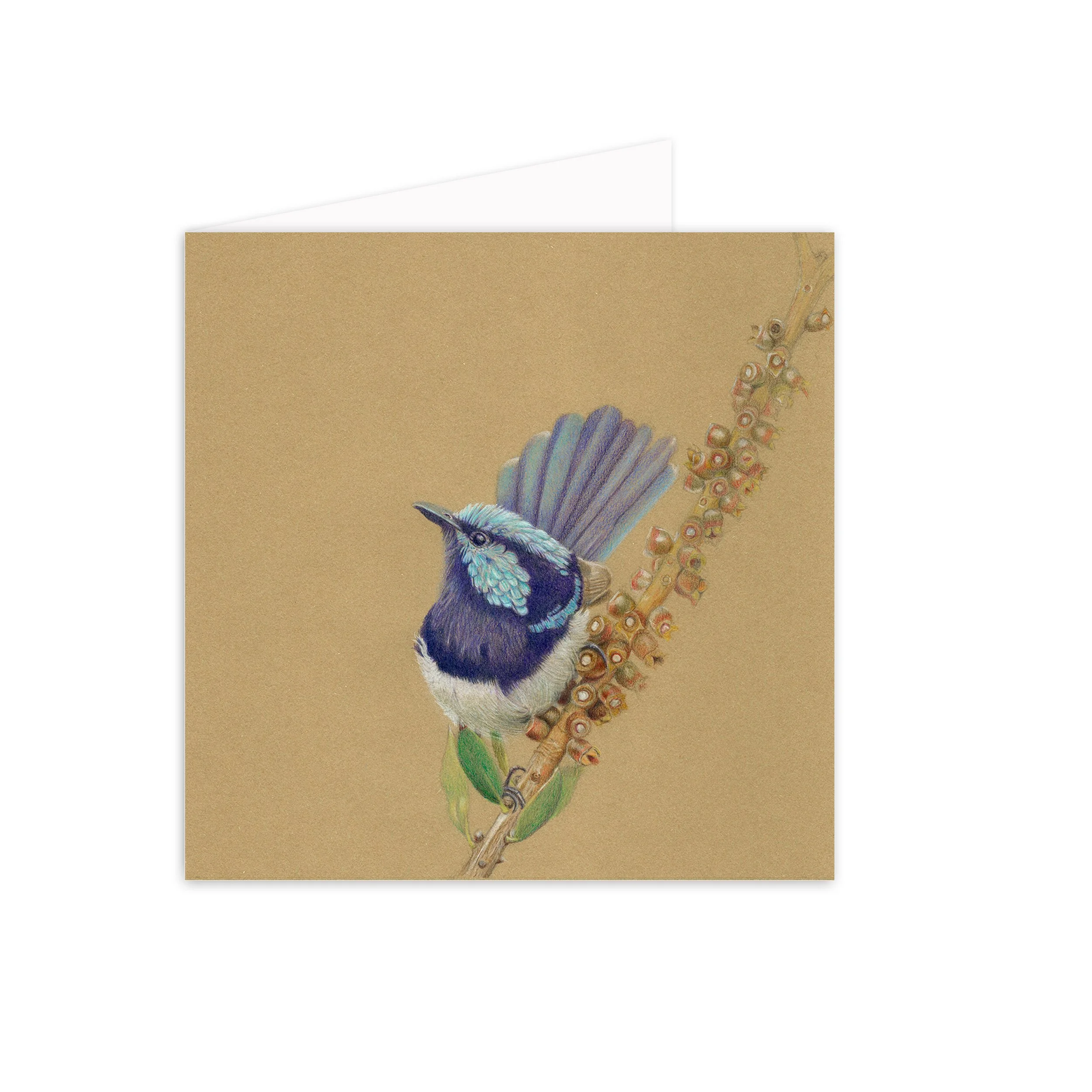 Koala 'Superb Blue'_card copy.jpg