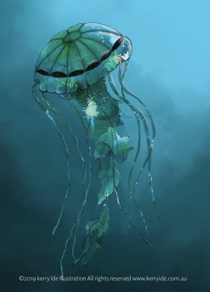 Jellyfish_crop_SM.png