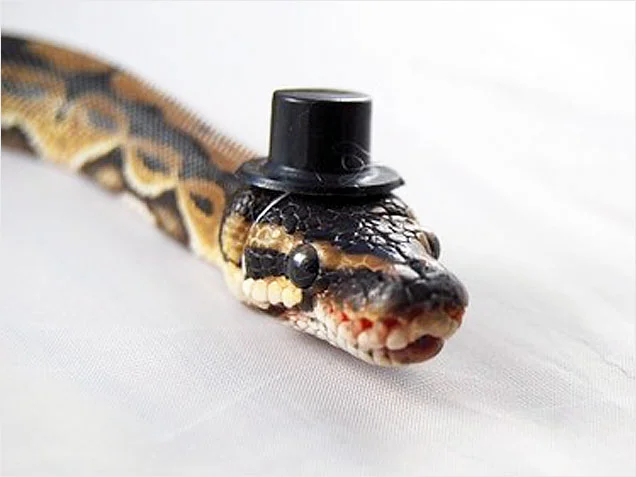 snek.jpg