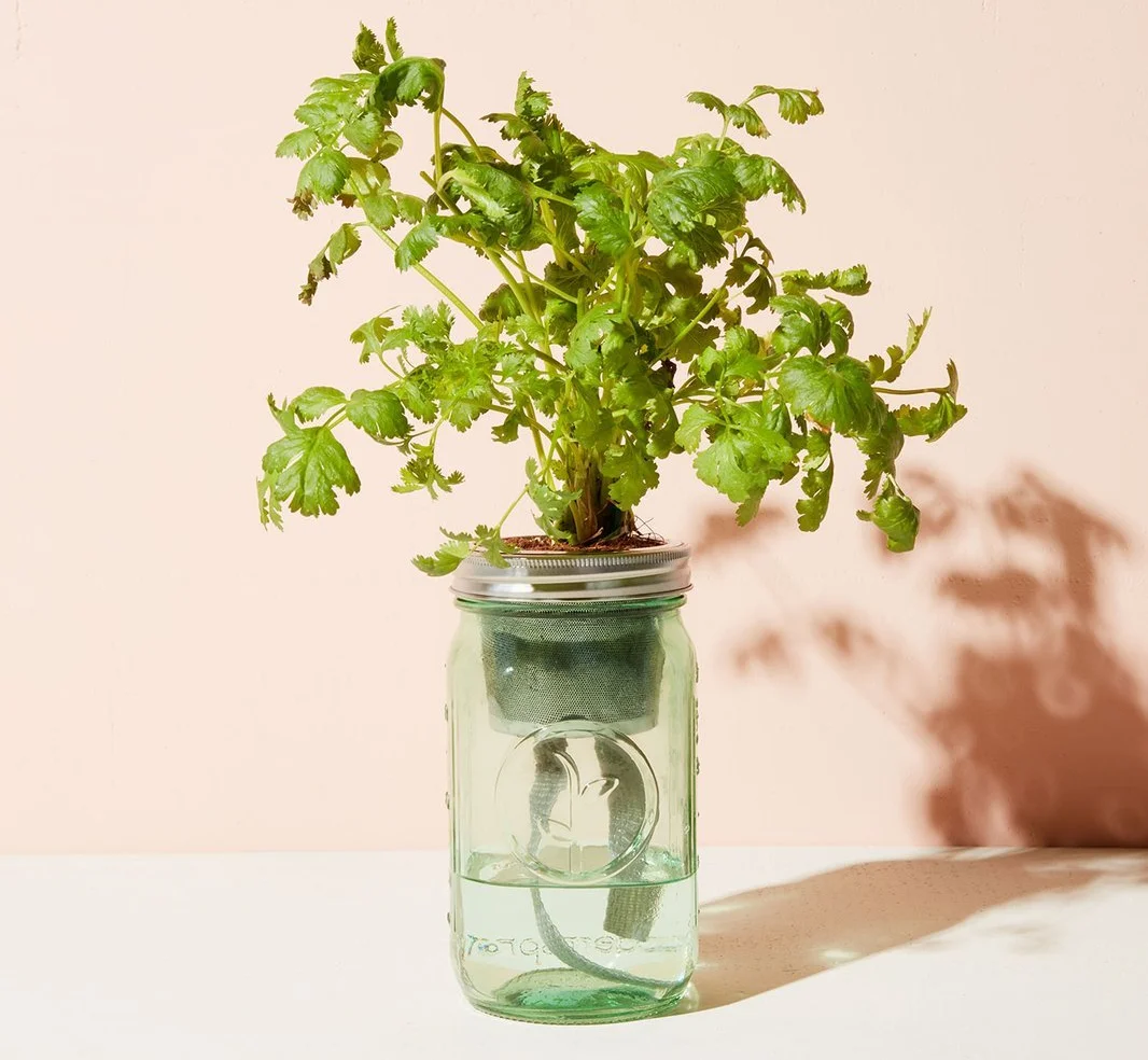 10 Flowers To Buy On Valentine’s Day Instead Of Red Roses