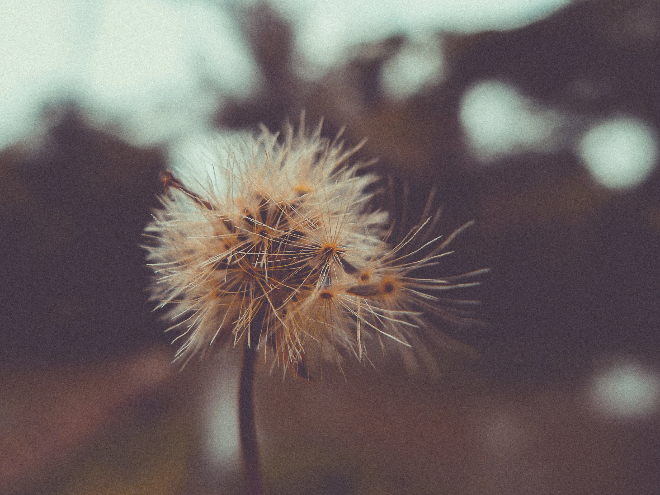 Dandelion Seeds
