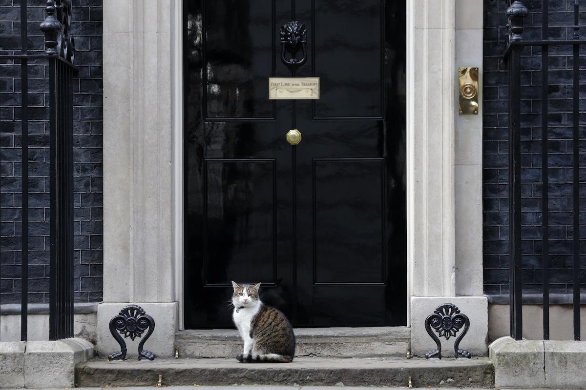 Larry, the Downing Street cat and only suitable leadership at this point. | Source: Daniel Leal