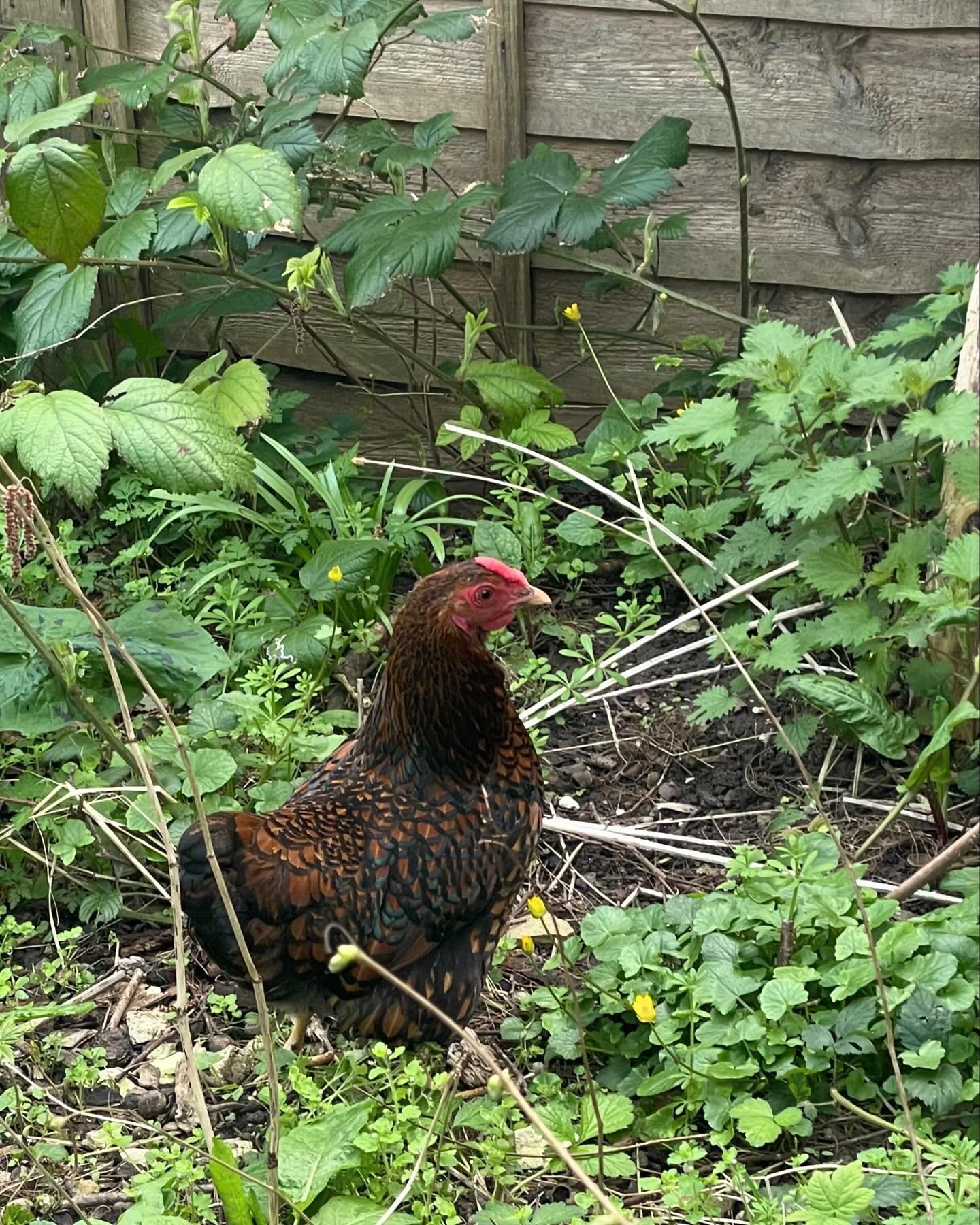 Coco the chicken, off on an adventure
