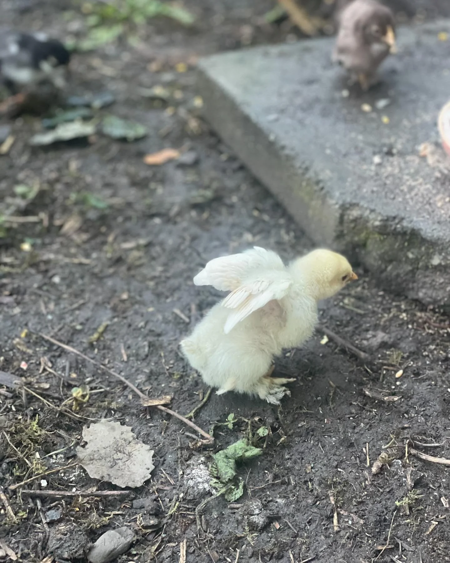 Today in music world: bouncing stems for a nearly complete project and checking on the chicks! #countryside #composing