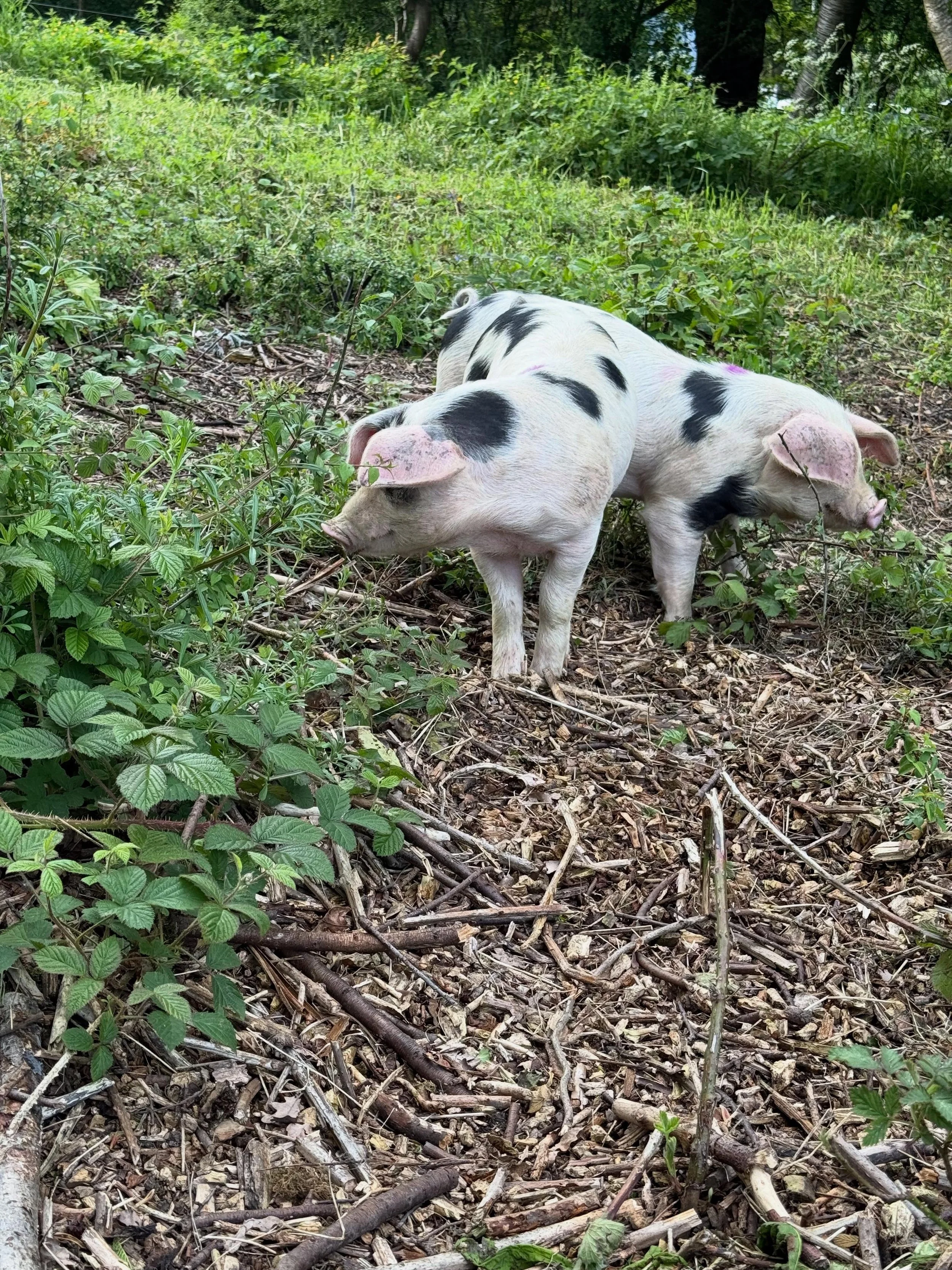 A varied week&hellip; couple of fab days recording at Air and then, PIGS!