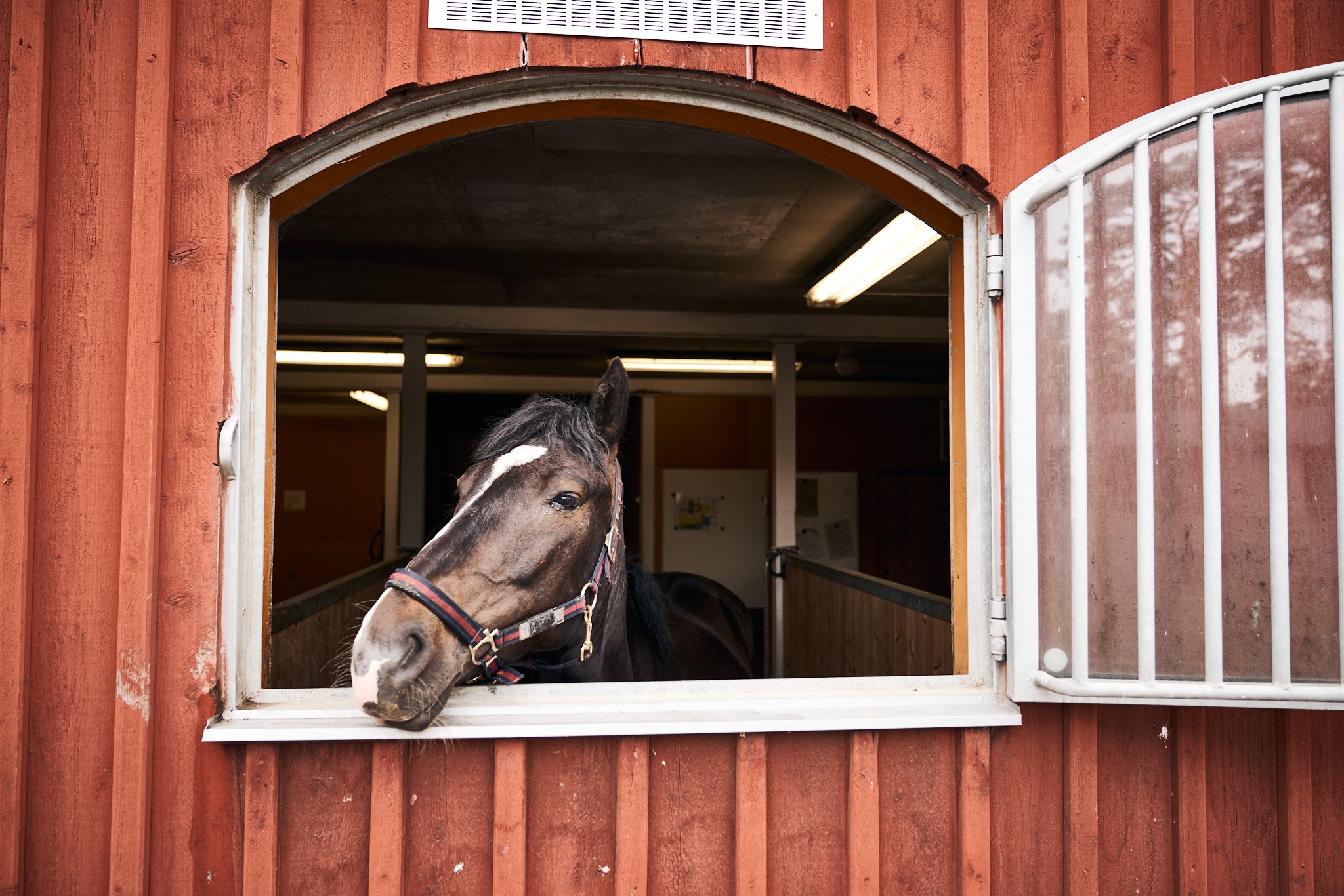 Horse: Horse Keepers’ Survey Shows Improvement in Mucking Routines 