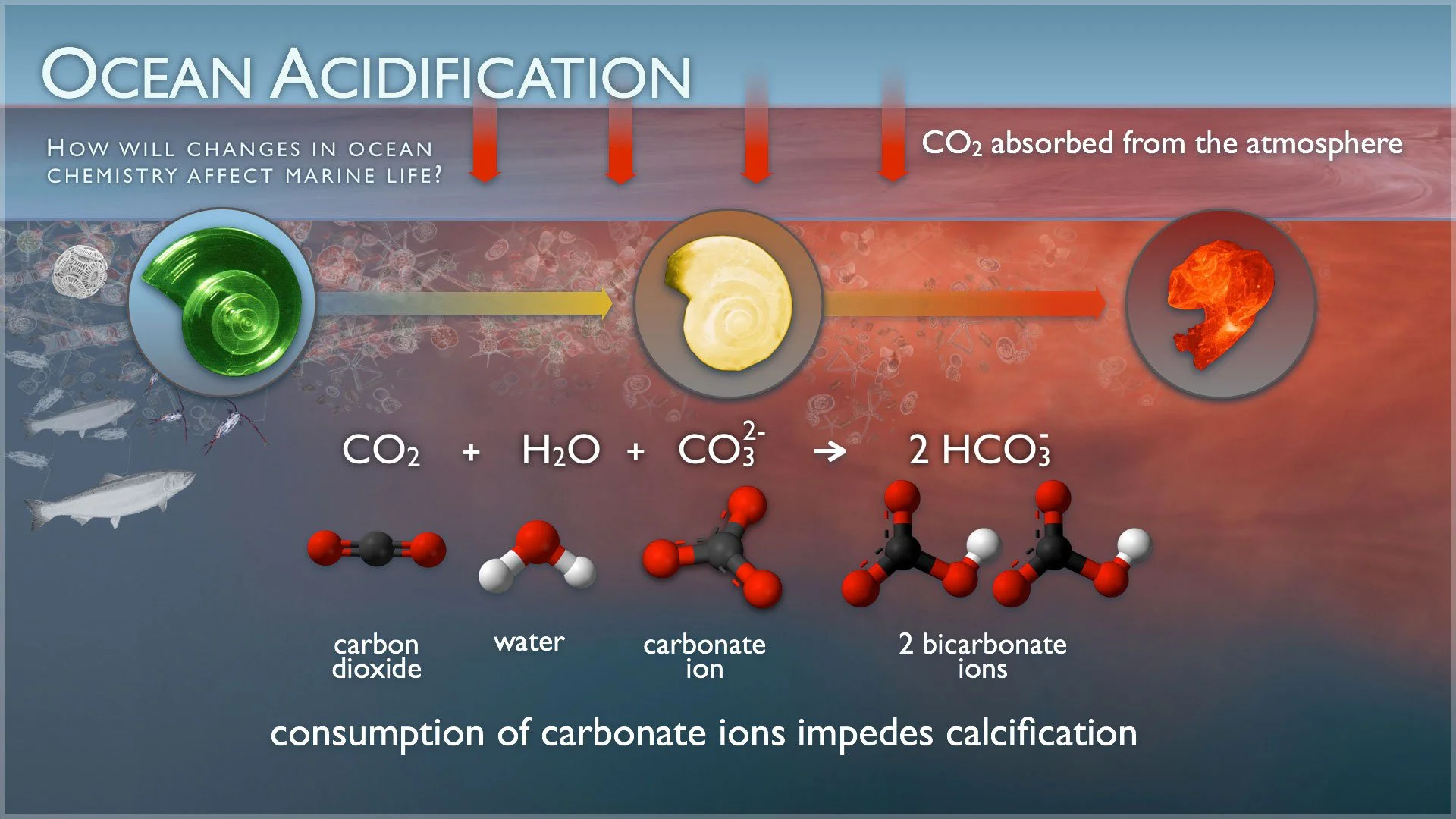 Ocean acidification— the hidden impact of global warming on our oceans&nbsp;