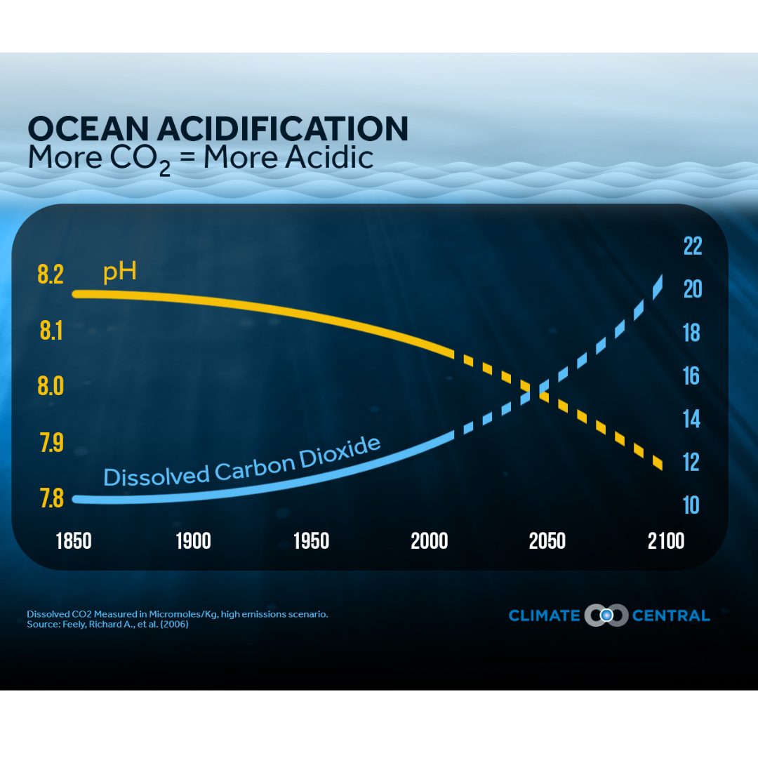 Ocean acidification— the hidden impact of global warming on our oceans&nbsp;