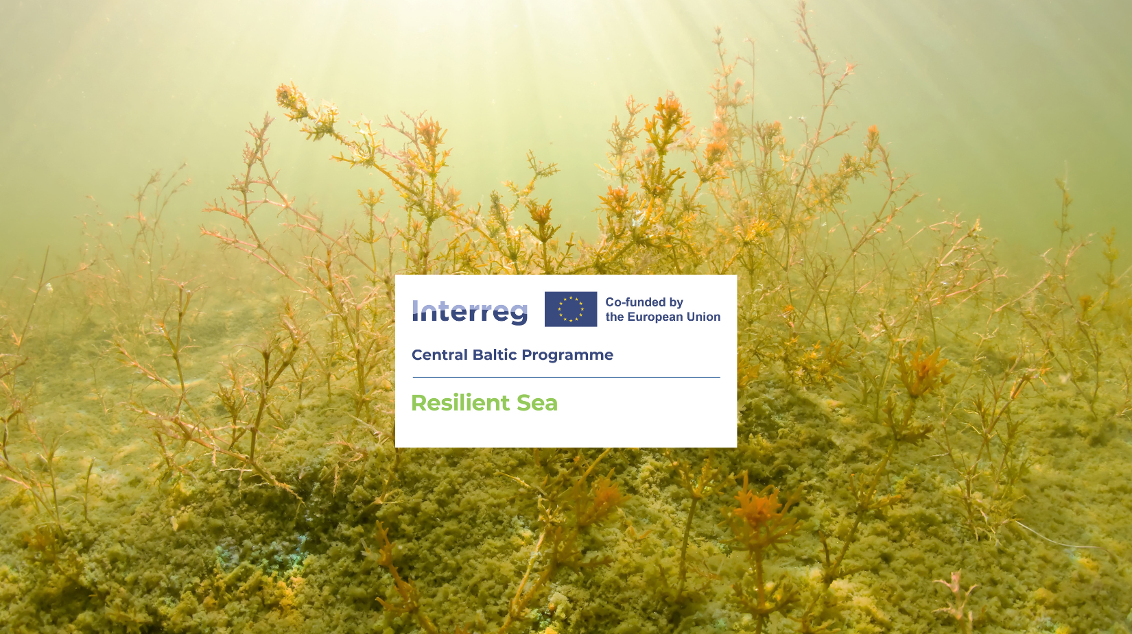 What does it take to bring a degraded coastal bay back to life?