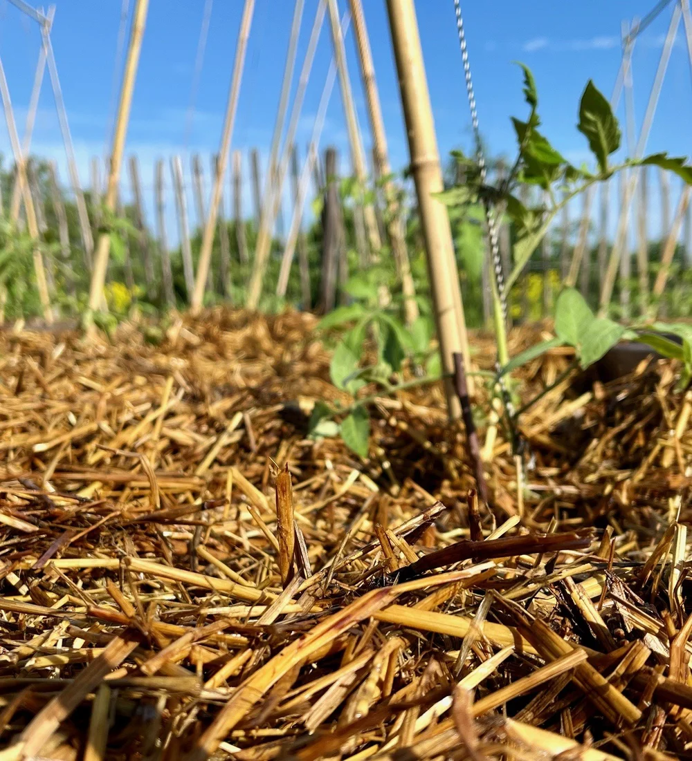 Driving reed-based soil solutions forward — Race For The Baltic
