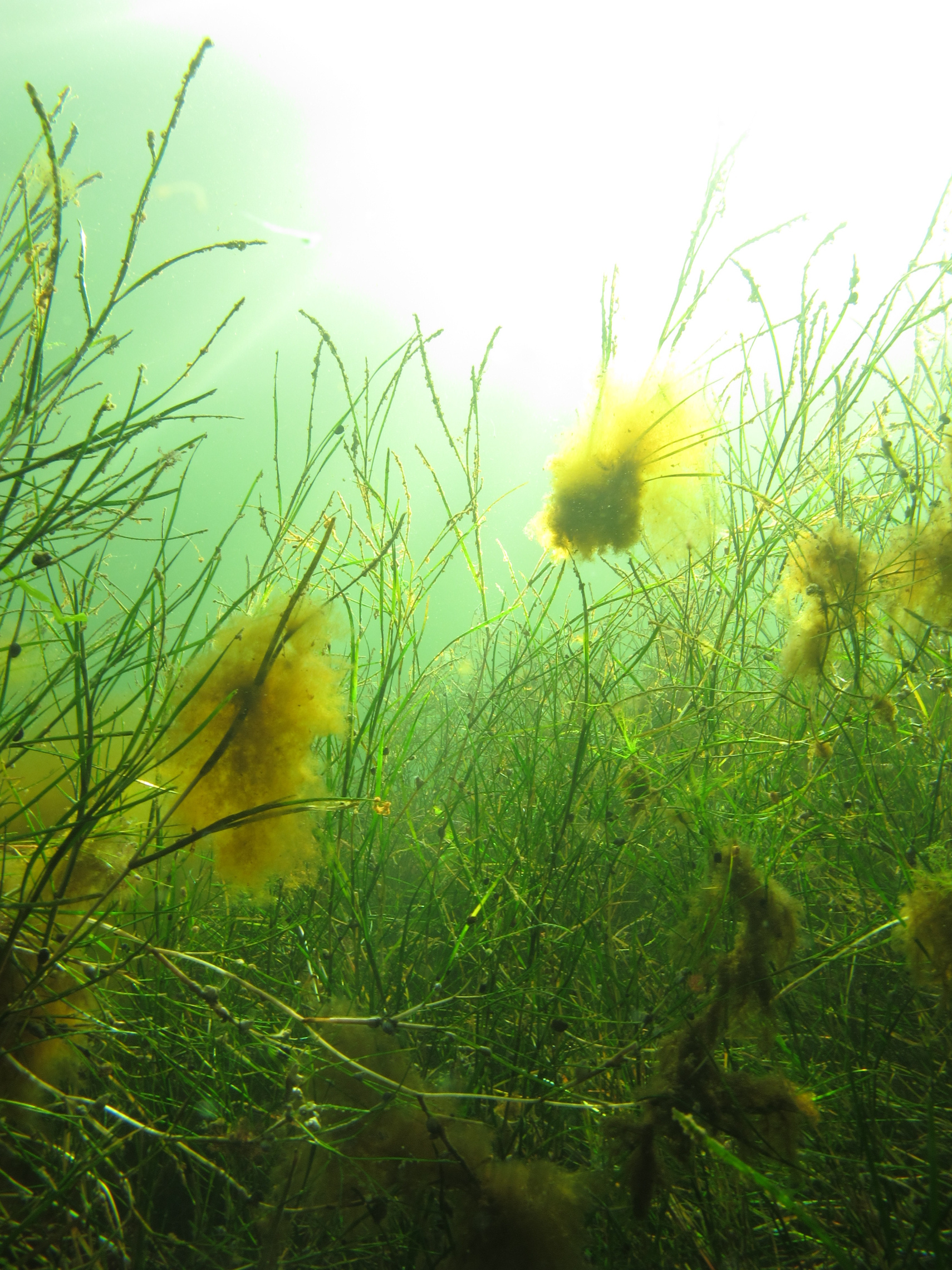 Resilient Sea