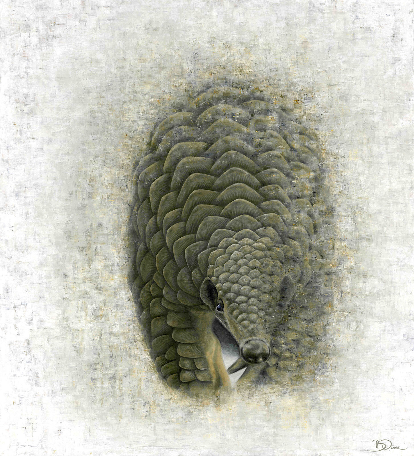 Pangolin