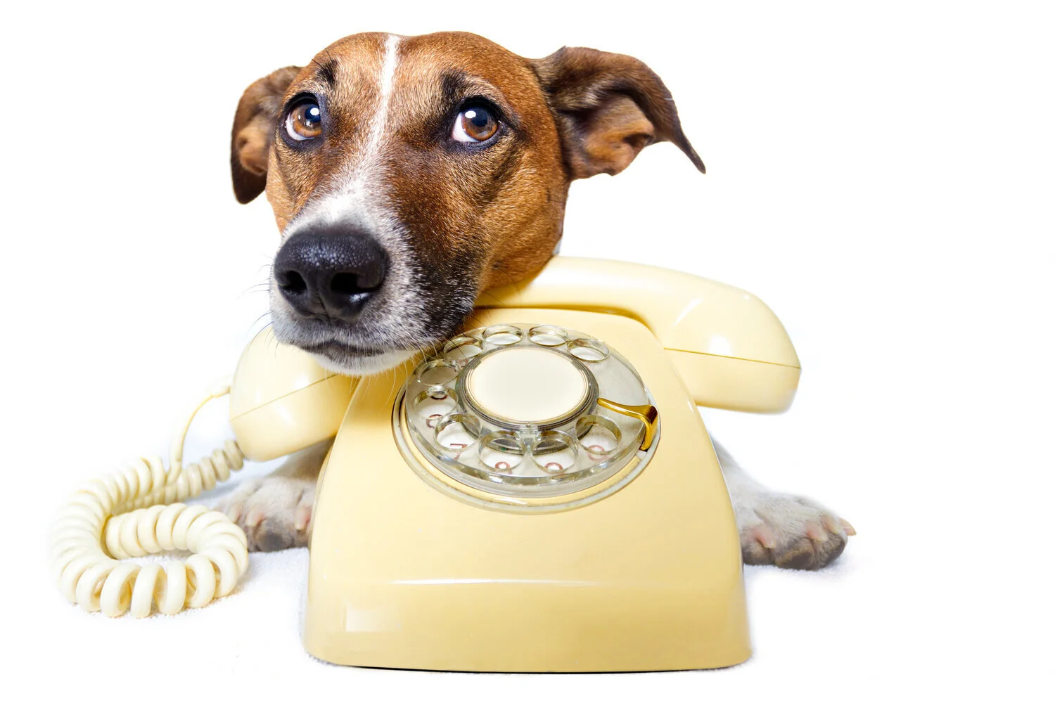 Dog with Yellow Phone.jpeg