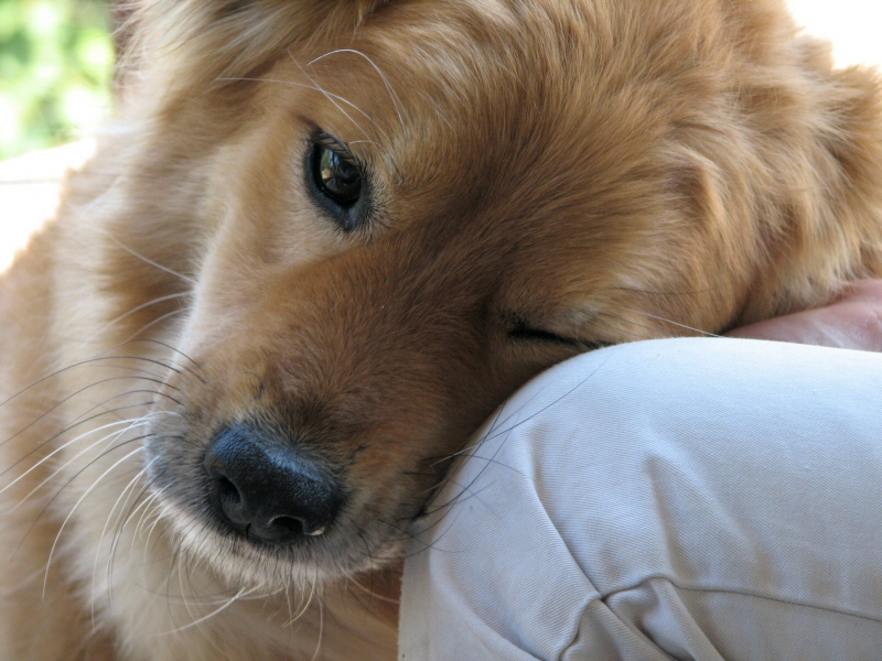 Dogs_Love.jpg