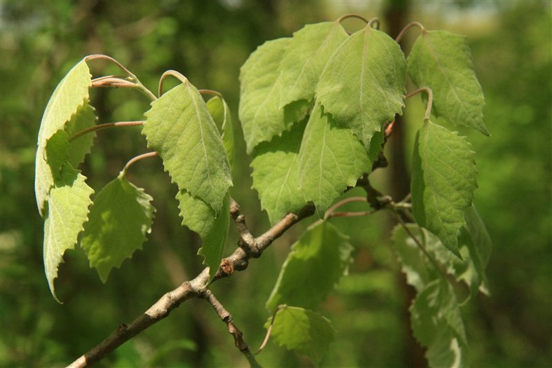 Young leaves of Populus grandidentata by A A Reznicek.jpg