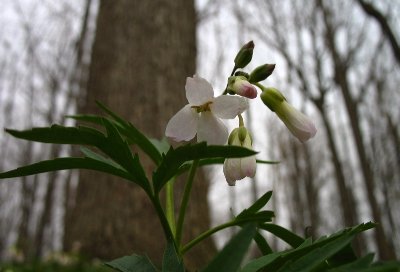 Cut-Leaved Toothwort by Ann Arbor Natural Area Preservation.jpg