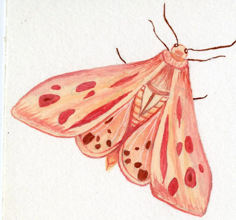 August_Pearson_Red_Moth.jpg