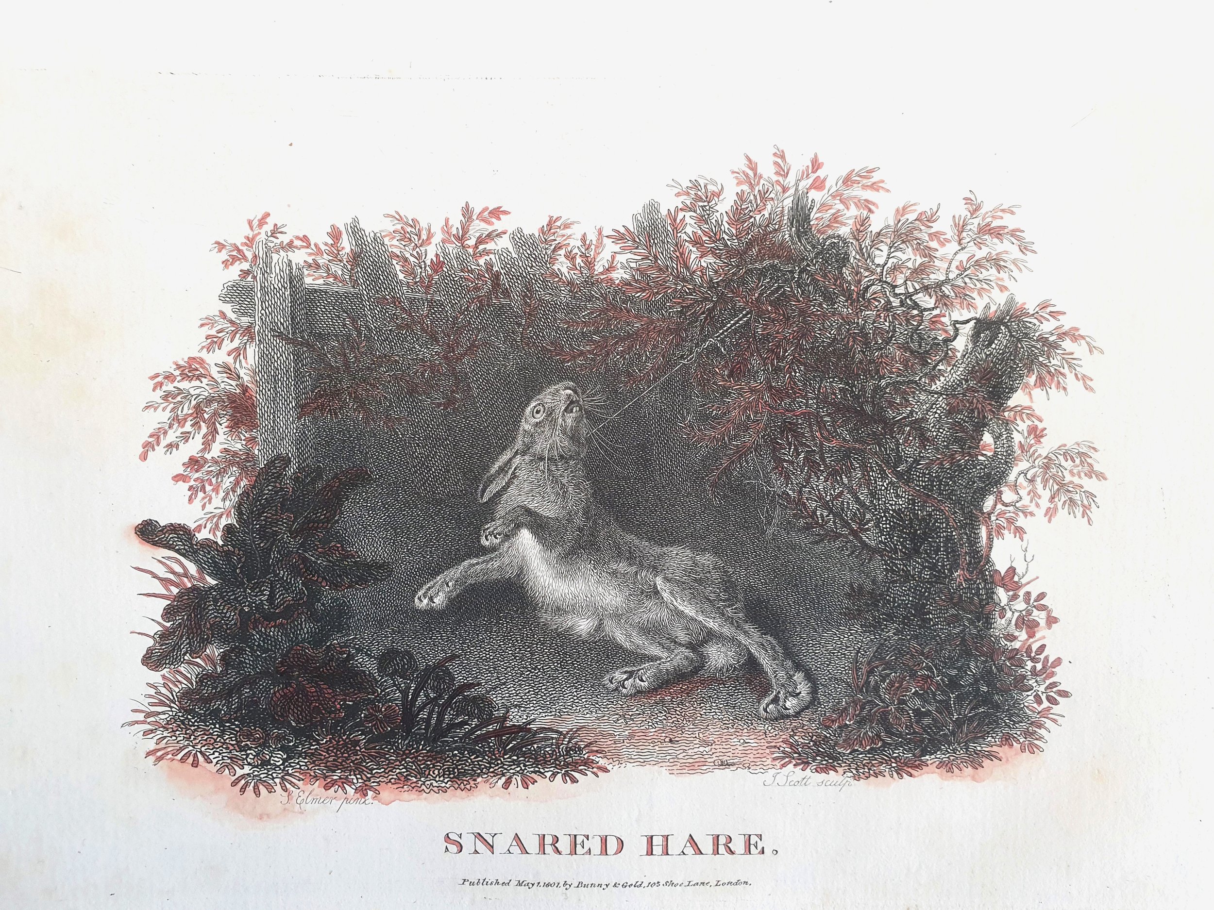 Hare Snared