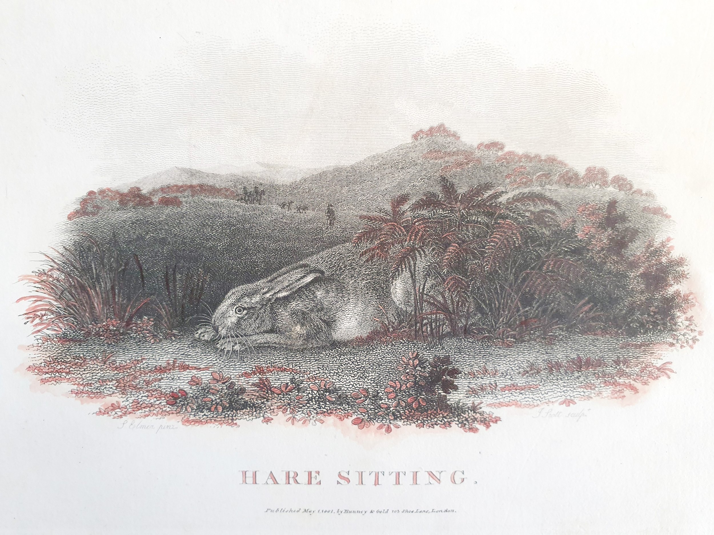 Hare Sitting 