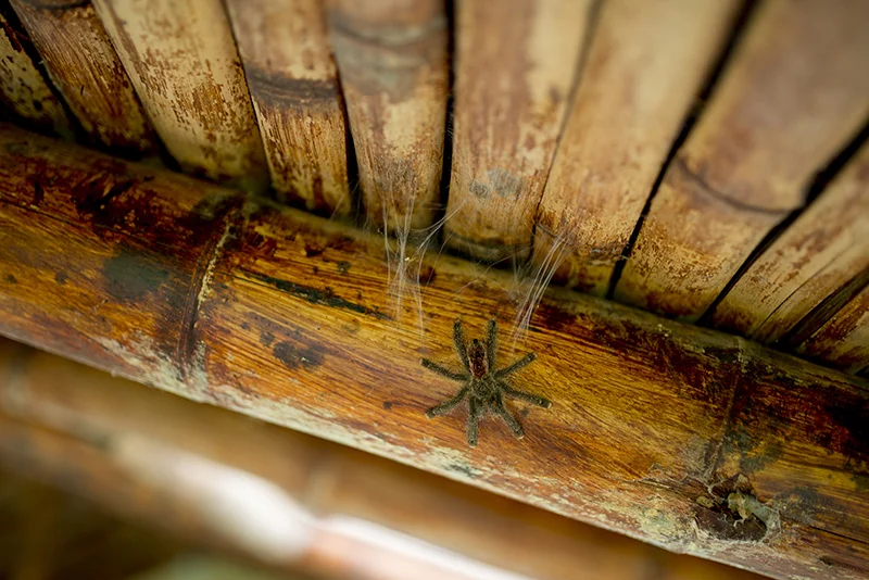 Wisom Forest-Ecuador--Documentary-Photographer93