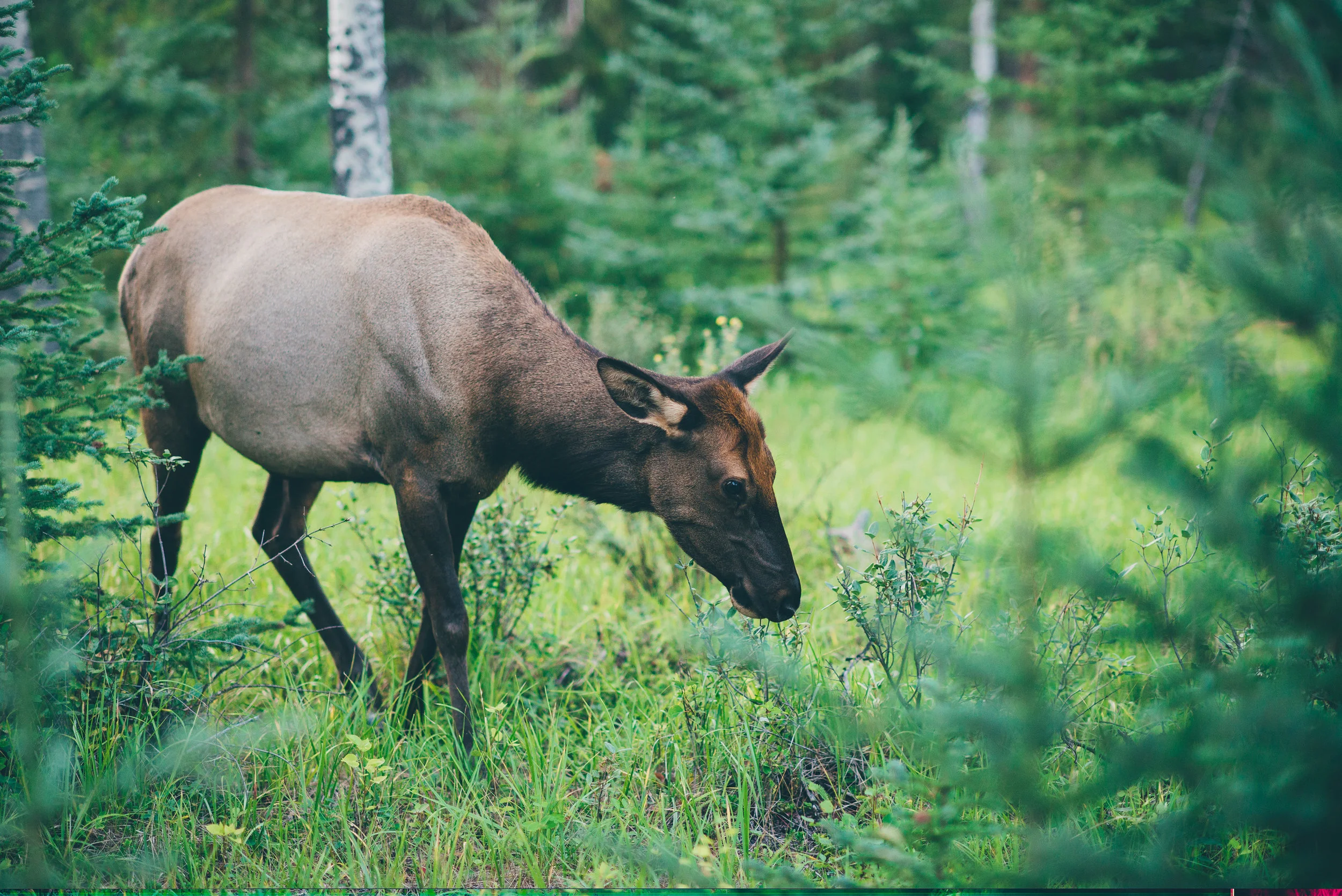 Travel-Jasper-Alberta-Photographer68