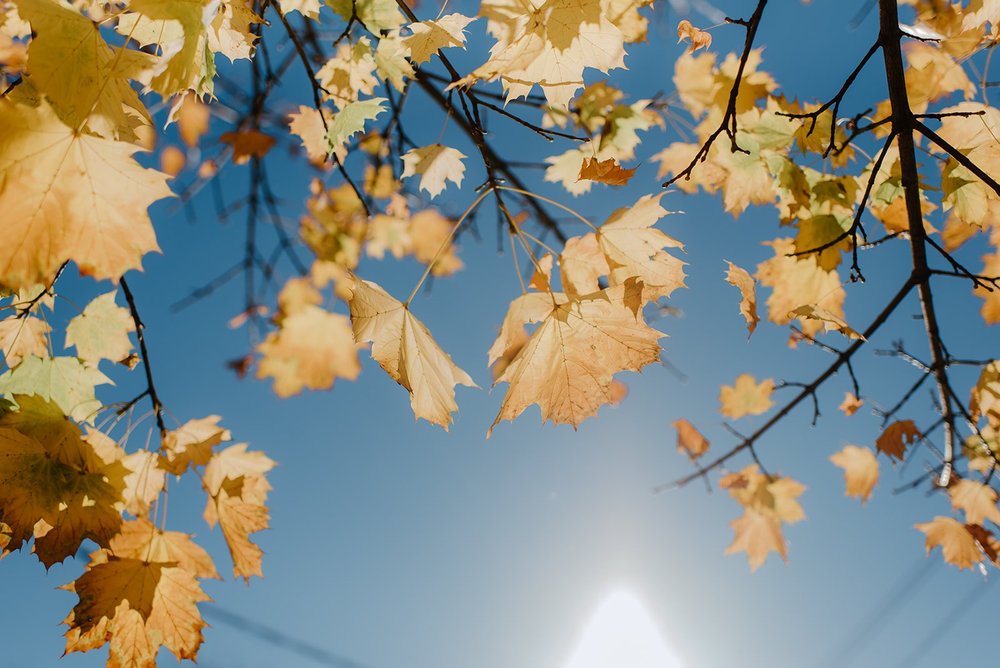 STORYS Building Wedding in Toronto Robyn and Tyler – Sky and Golden Leaves