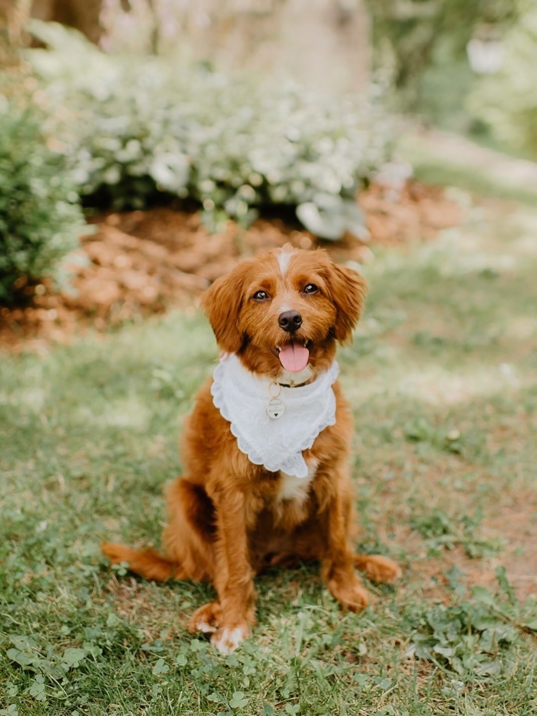 When you get to spend time with your pup on your wedding day 🥰

Photography by: @saramonikaphoto
Wedding Ceremony + Venue: @eaton.hall1982
Wedding Planner: @sireneventsandco
Videographer: @oworkstudio_owen
Florist: @roseandshine_to
Cake: @paletteand