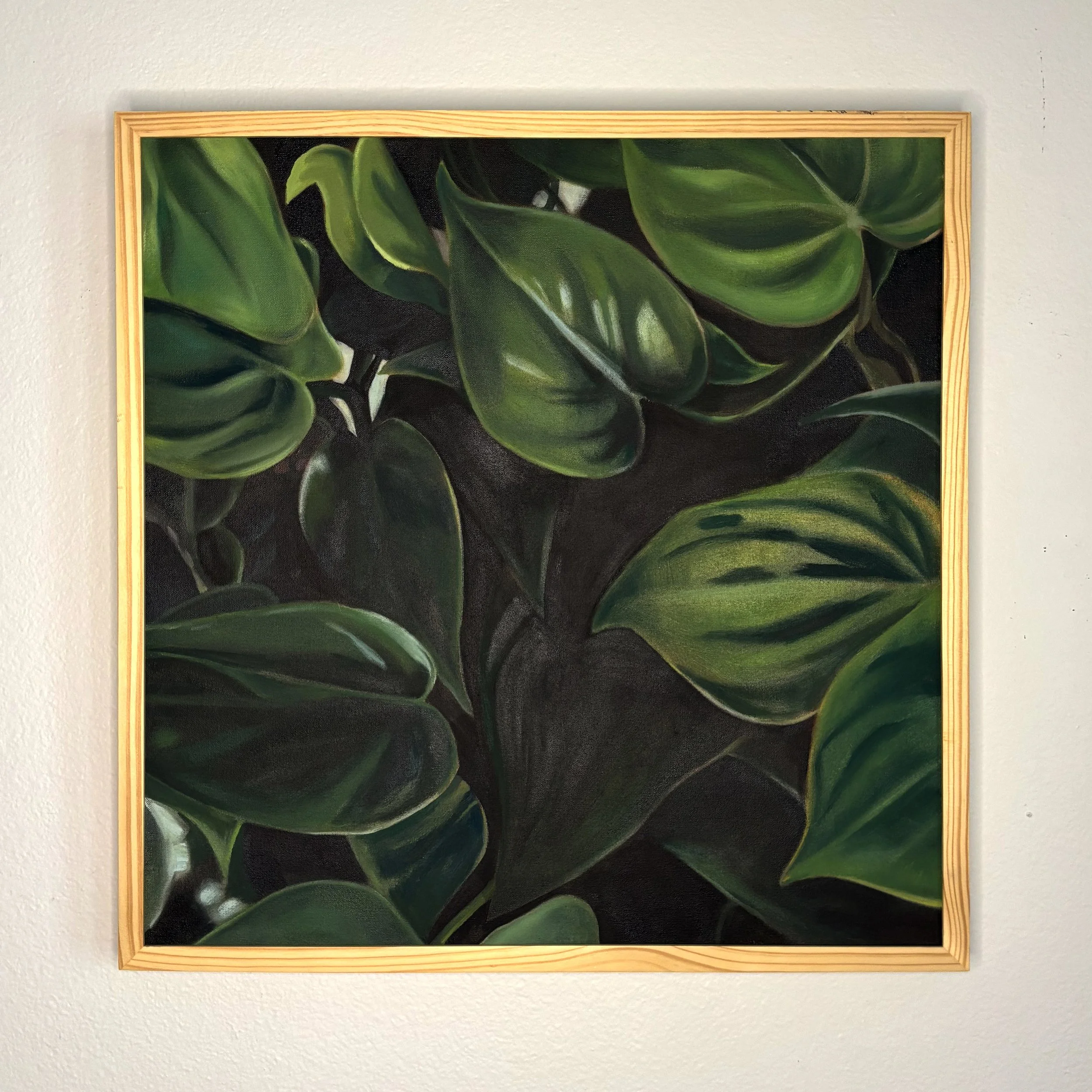 Philodendron
