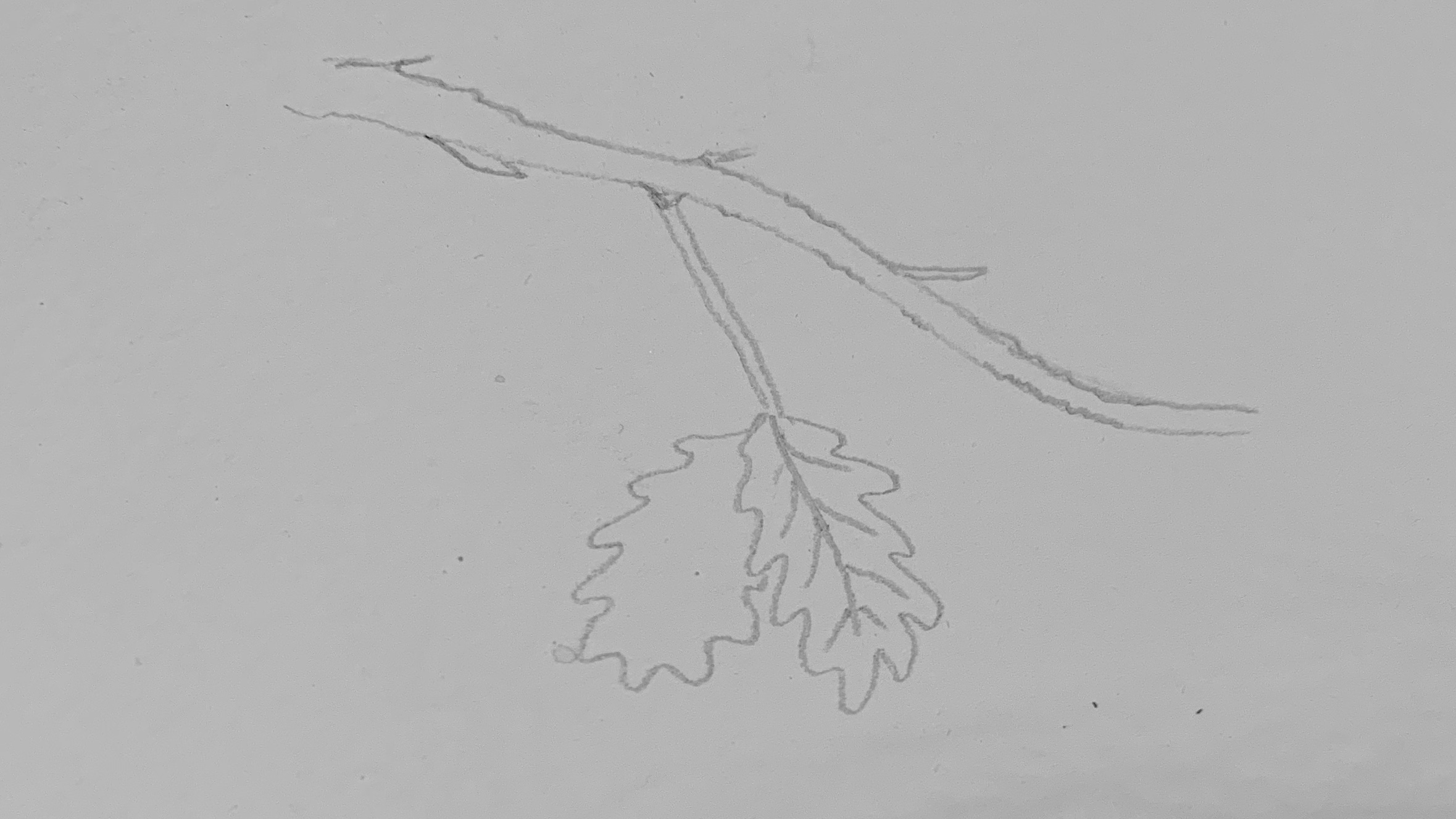 3. Add off shoots and leaves. An oak leaf is long and jagged so a few wobbly lines in an overall rectangle shape should look something like this.