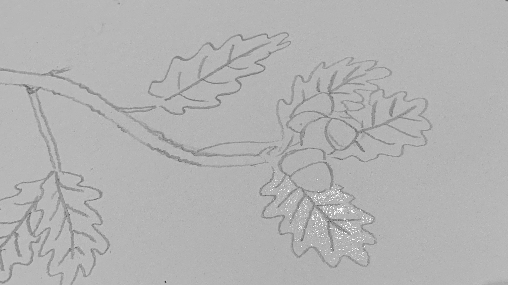 5. Lightly wet one leaf taking care not to wet the pencil lines. (The pencil lines are going to be rubbed out at the end leaving white lines in the leaf and once they’re wet they don’t rub out very well.)