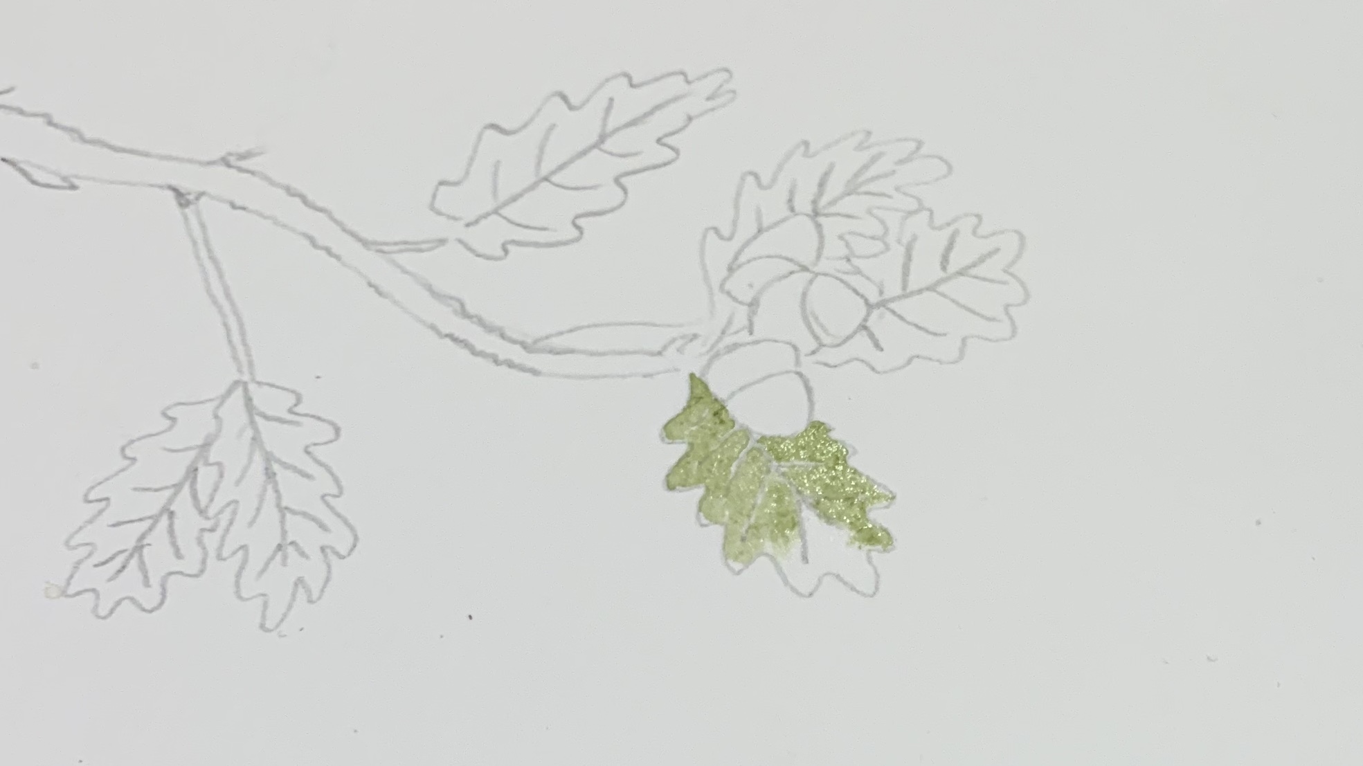 6. Start to apply a light mix of green watercolour. My green was made by combing sap green with a very small amount of raw umber...