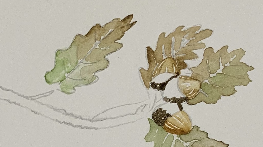 10. Using a mix of black and burnt umber paint in the top of the acorns again from dark side gradually getting lighter.