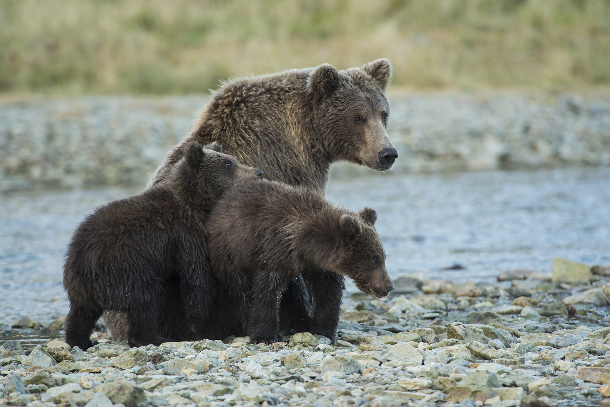 SueCedarholm_Katmai_1.jpg