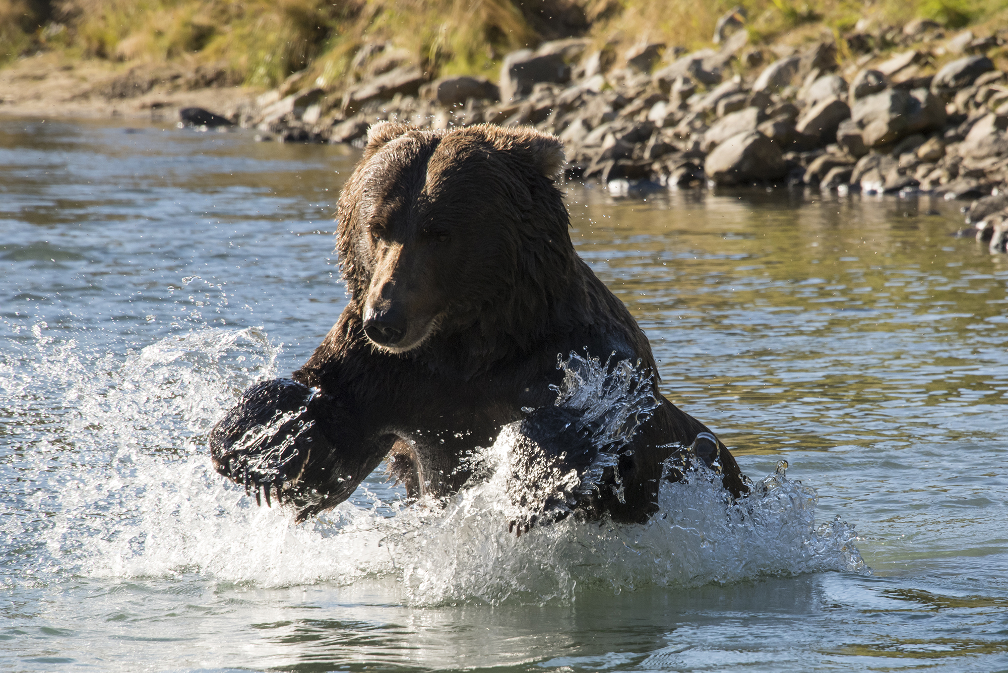 SueCedarholm_katmai2.jpg