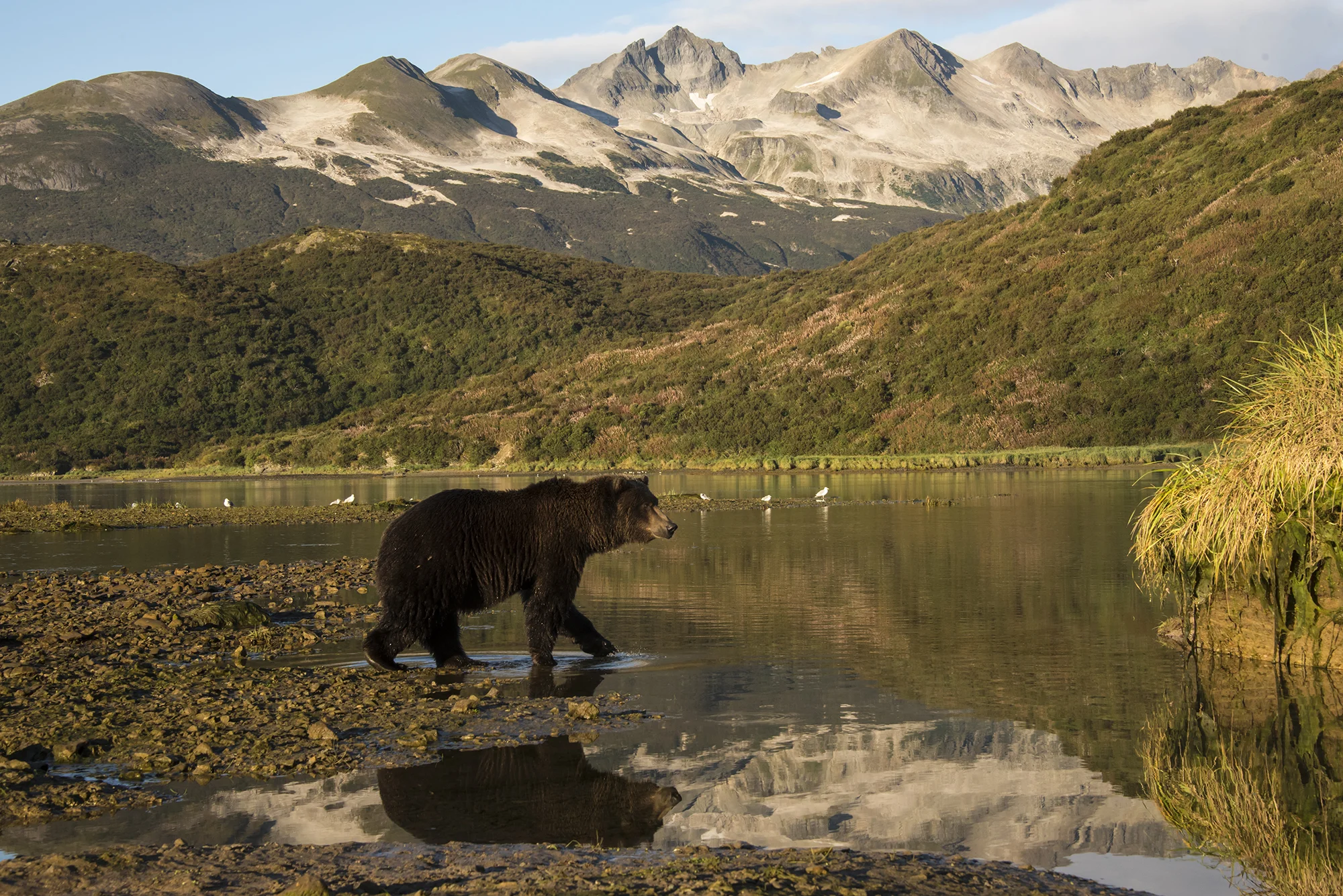 SueCedarholm_Katmai4.jpg