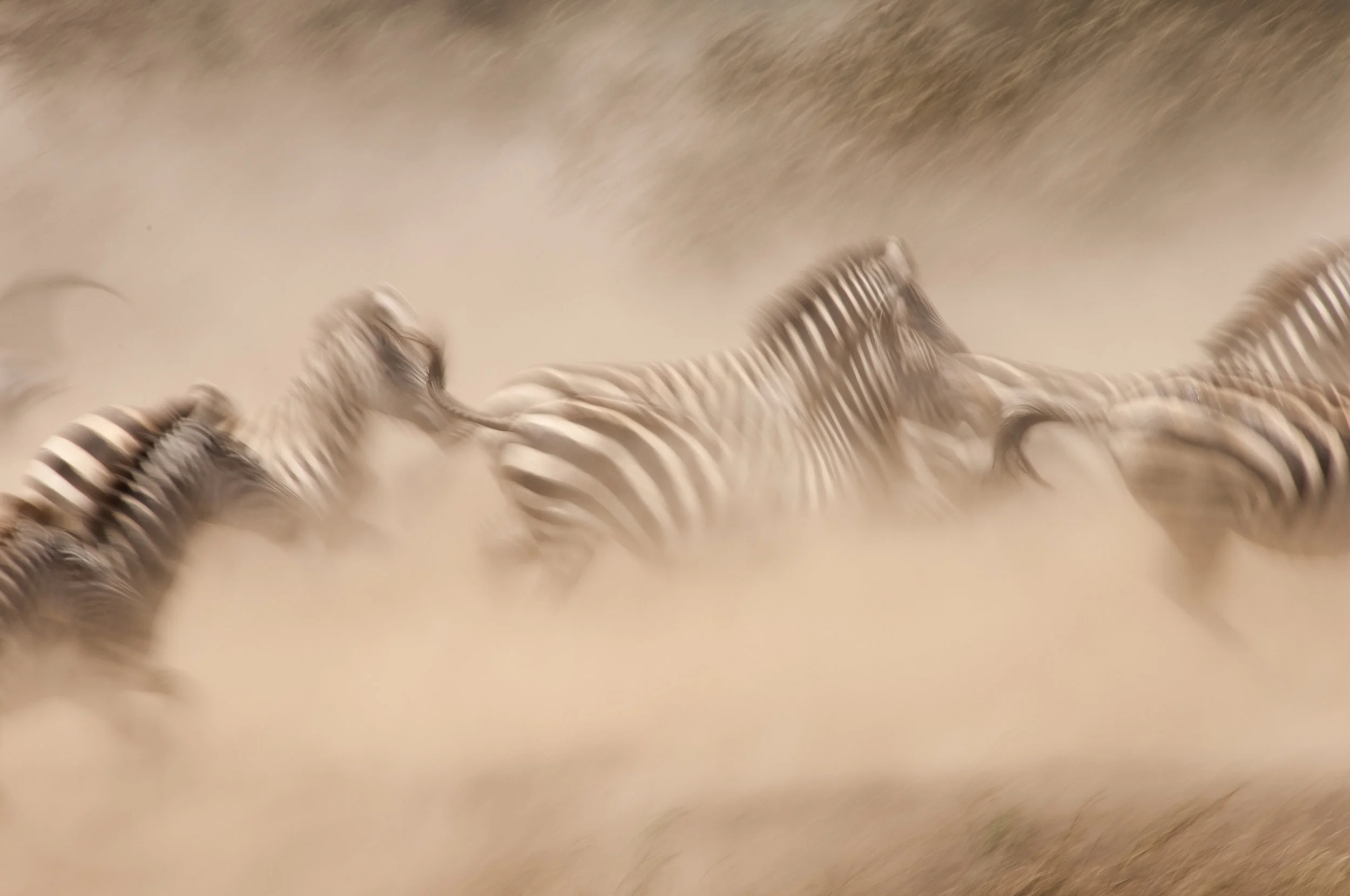 Fleeing the Watering Hole.jpg