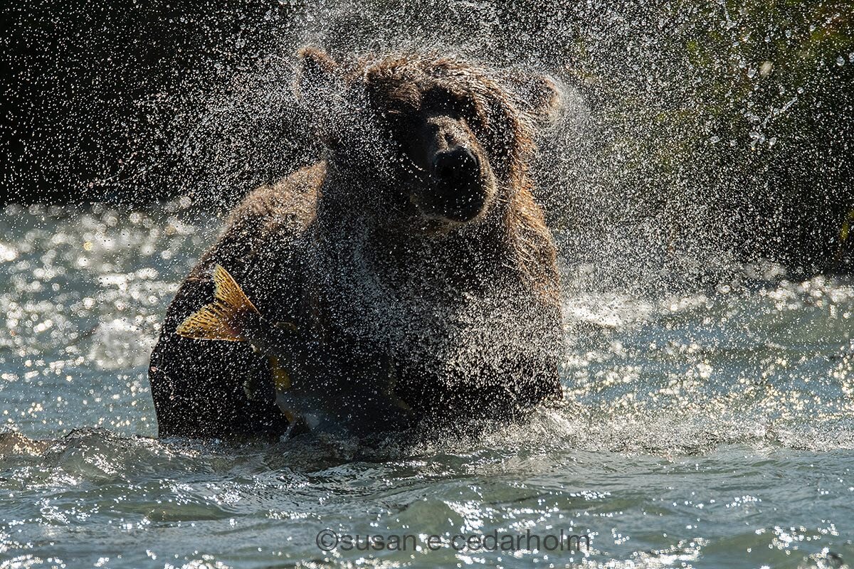 Success! This brown bear caught a salmon. He did a quick shake before taking his prize to shore and eating it. Another incredible moment in Katmai National Park. Come along in September. Link in profile for more information.  #brownbears #katmai #ala