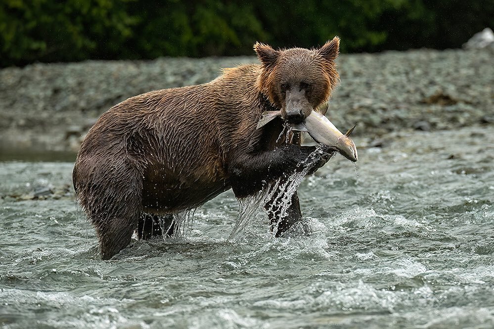 Good catch! Yummy salmon. Lots of brown bears, small group, live aboard a motor yacht, and hours and hours in the field. Can&rsquo;t beat it! Katmai National Park, Alaska. September 2023. Link in profile.