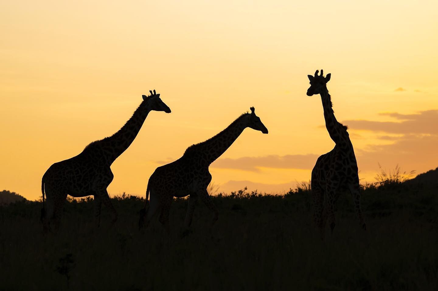 Switching gears to East Africa for a moment. @stevemattheis and I are leading another two safaris in East Africa in 2024. The Kenya safari is sold out. We still have room on the Tanzania safari. Grab your spot now! Join us for giraffes, leopards, lio