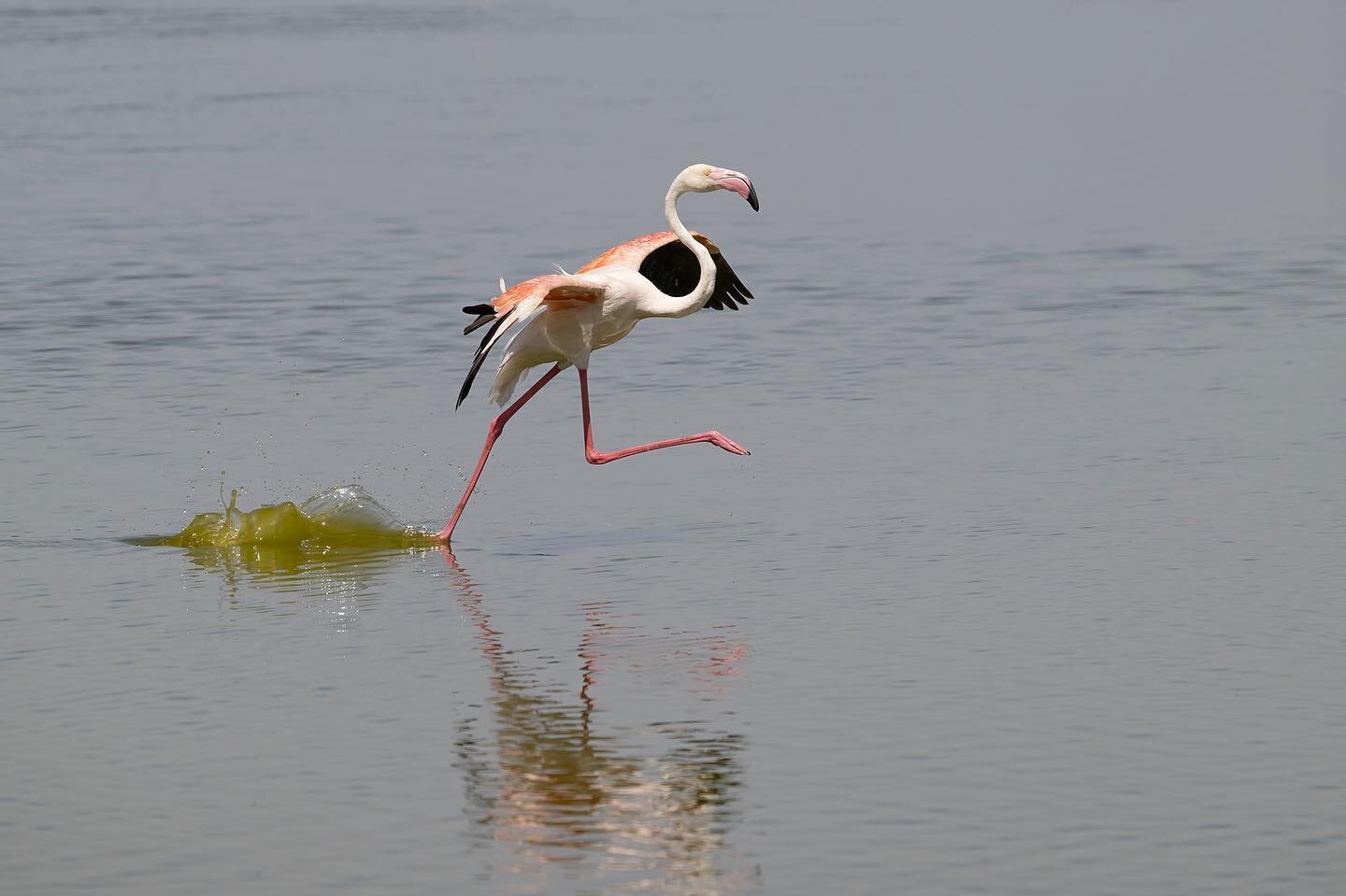 A flamingo walking across the water during its landing in a pond. Amboseli National Park, Kenya. The beauty of Africa.