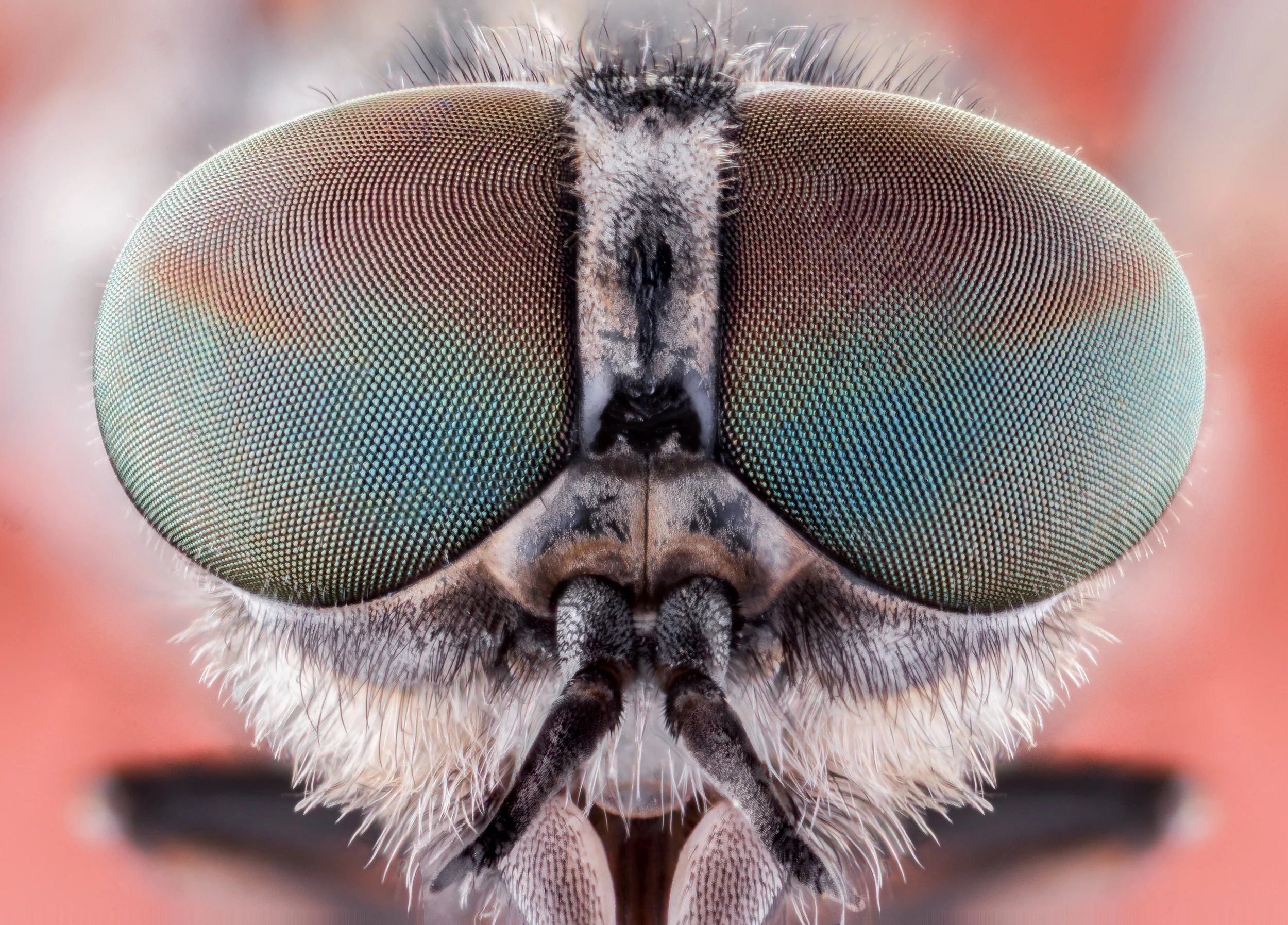 Biomimicry.jpeg