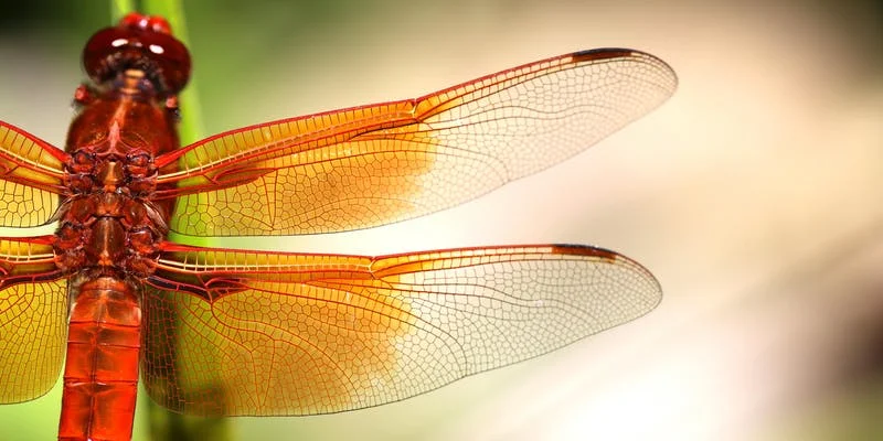 Biomimicry in the Field: Learning from Nature’s Genius